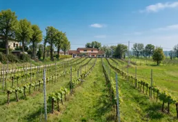 Le vigne di Cascina Roveri
