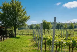 Campagna intorno  a Cascina Roveri
