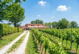 Le vigne